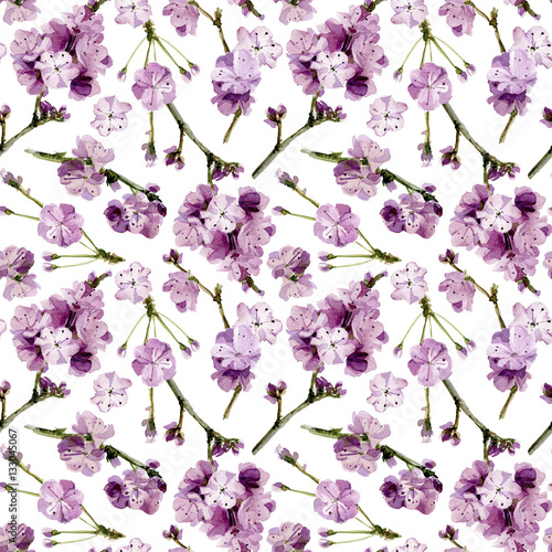 Watercolor seamless pattern of  Sakura flowers.  