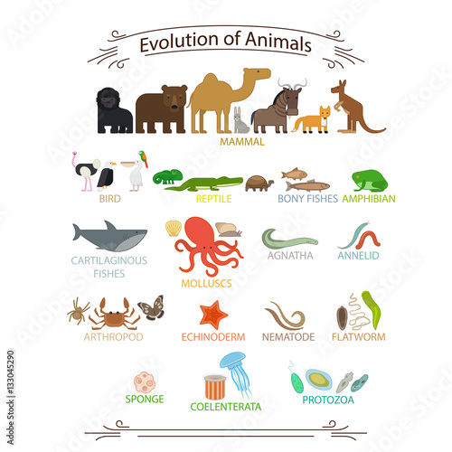 Biological evolution animals. Colorful icons with signs on white background vector illustration