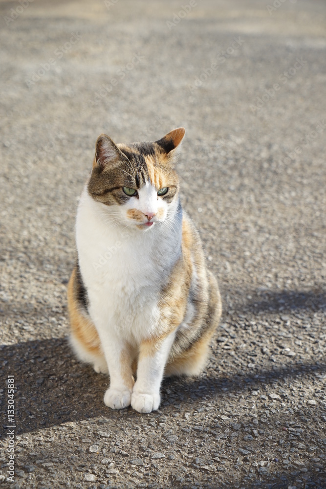 Fototapeta premium 三毛猫