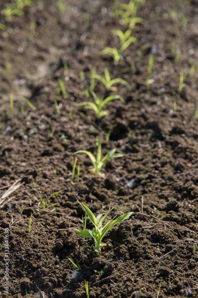 Field of young corn Field of young corn