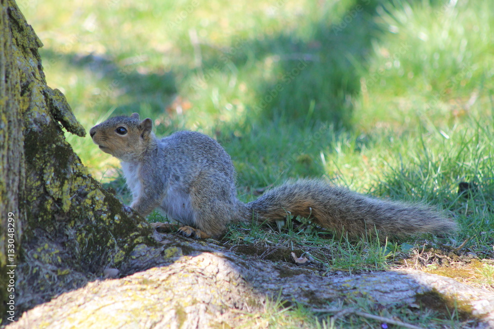 Tree squirrel Tree squirrel