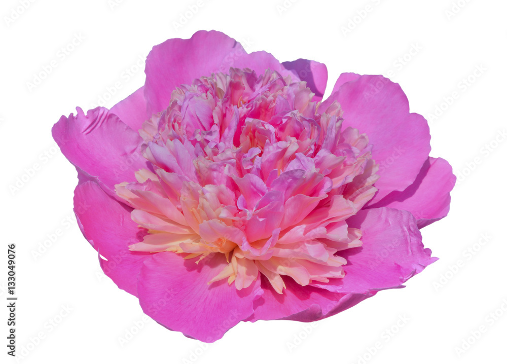 Flower of peony 7 Flower of peony 7