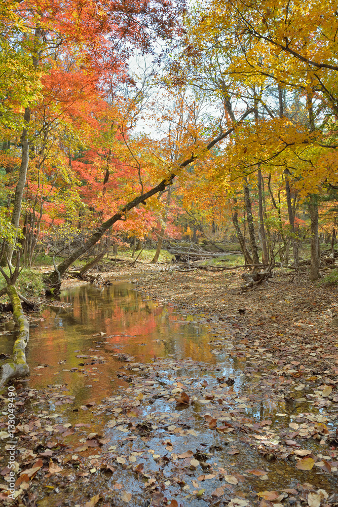 Autumn woodsy river 17