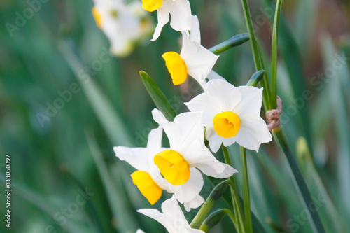 Fototapeta Naklejka Na Ścianę i Meble -  narcissus