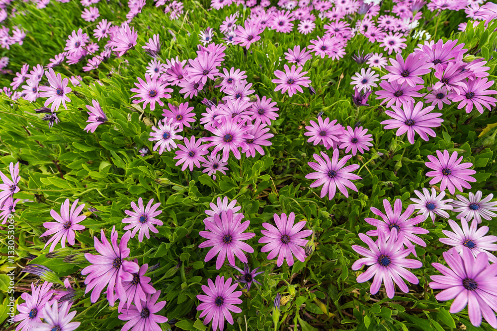 Osteospermums flowers background Osteospermums flowers background