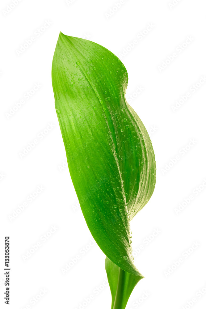 green leaf with drops of water green leaf with drops of water