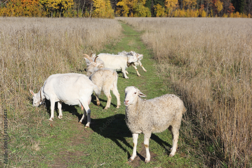 Obraz premium The sheep and goats are grazed on a meadow in the fall