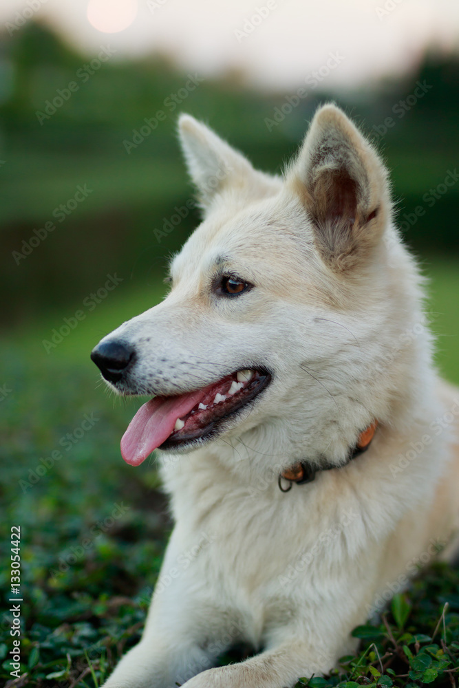 Portrait of a young white dog at park Portrait of a young white dog at park