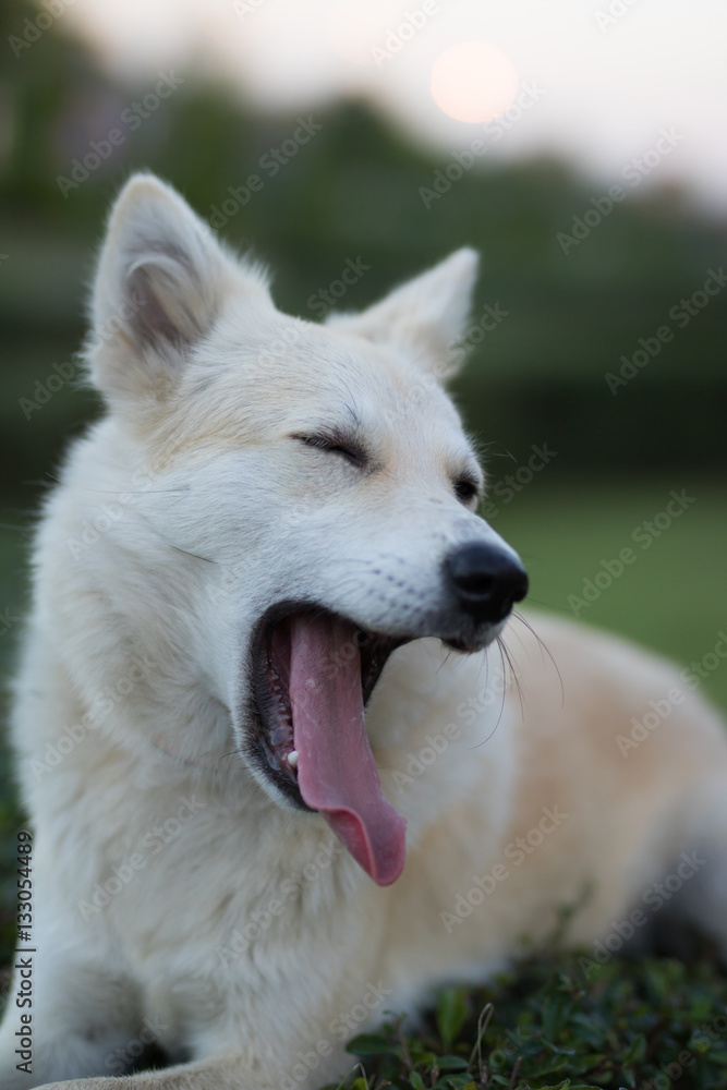Portrait of a young white dog at  park,yawning