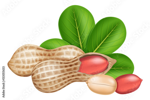 Peanut pods and nuts with leaves. Vector illustration.