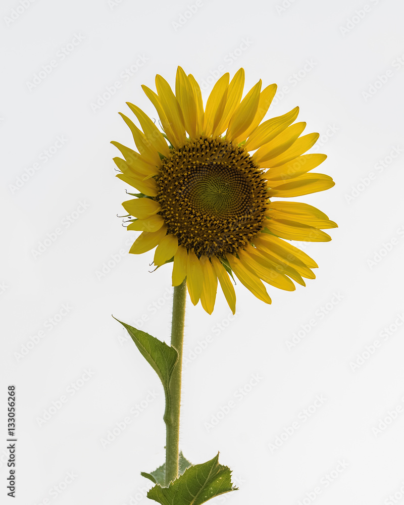 Fototapeta premium sunflower