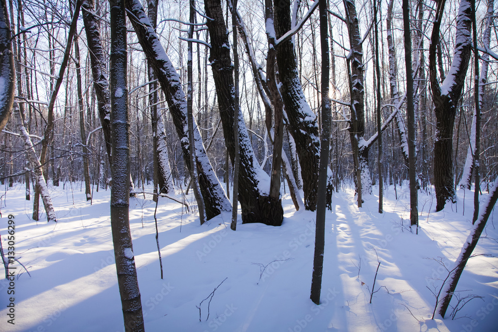 Obraz premium Cold winter