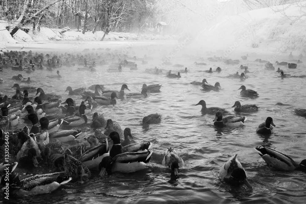 Fototapeta premium Winter