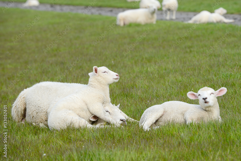 white Lamb and Sheep lying on Meadow white Lamb and Sheep lying on Meadow