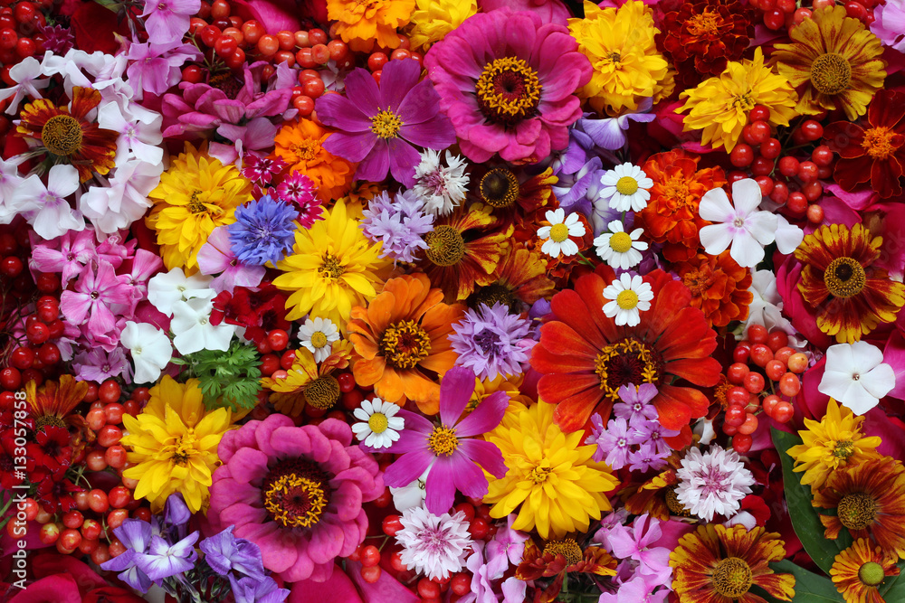 Colorful background of flowers, top view. Stock Photo | Adobe Stock
