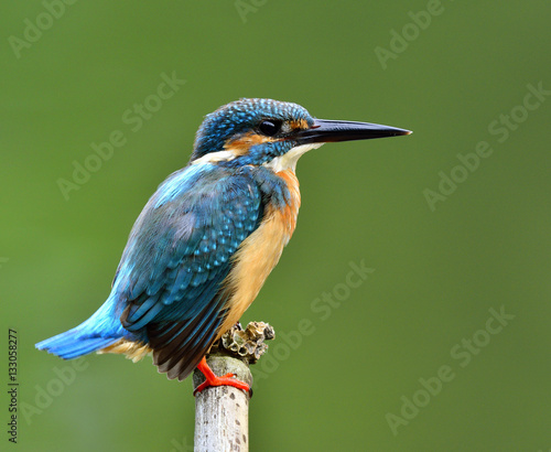 Male of Common Kingfisher (Alcedo atthis) Eurasian or River King