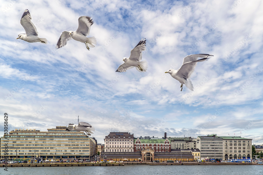 Seagulls lined up with the historic center of Helsinki, Finland, in the background Seagulls lined up with the historic center of Helsinki, Finland, in the background