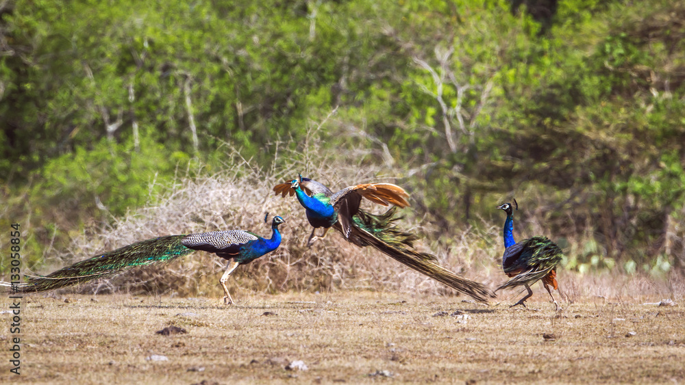 Naklejka premium Indian peafowl in Bundala national park, Sri Lanka