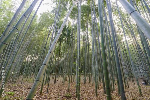 The bamboo road in Arashiyama