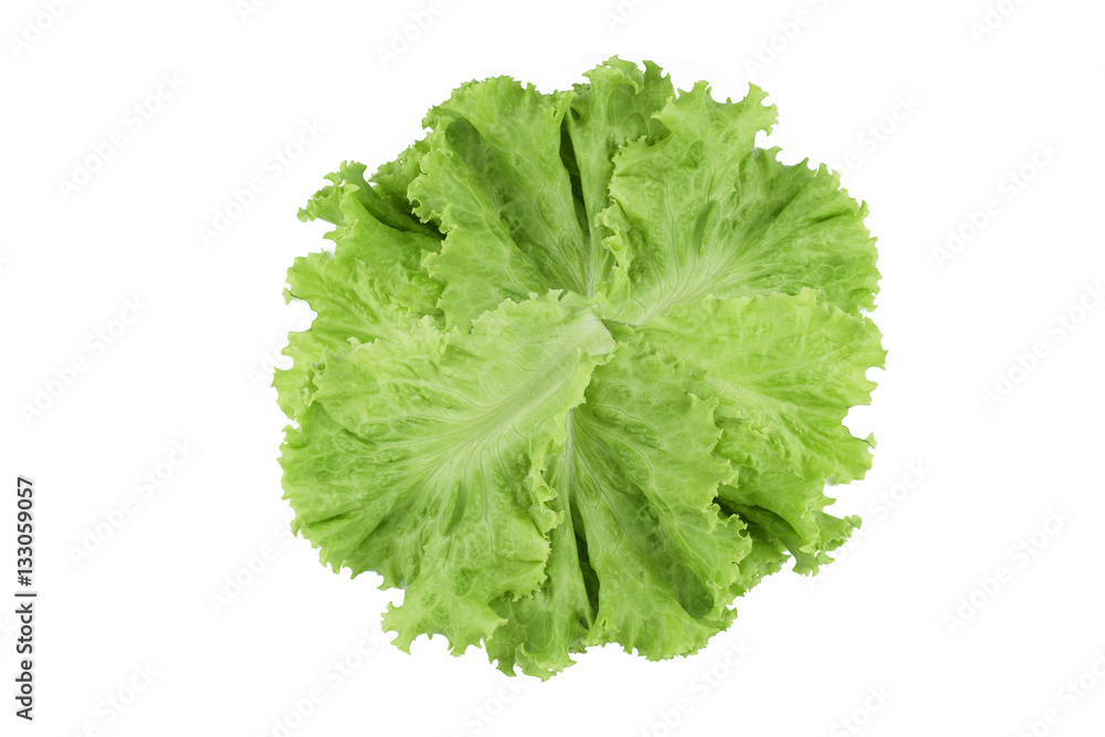 Salad leaf. Lettuce isolated on white background. Salad leaf. Lettuce isolated on white background.
