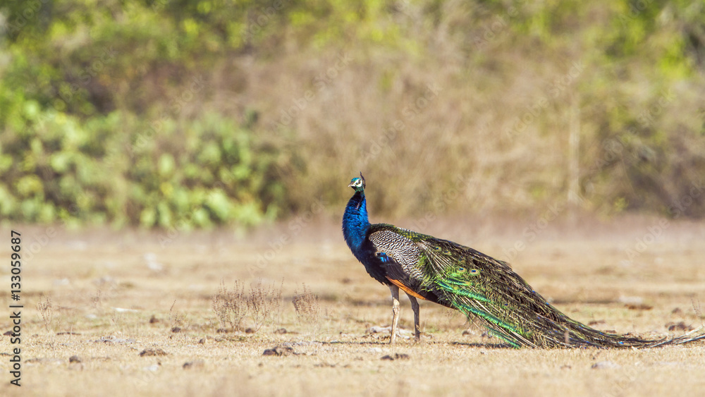 Fototapeta premium Indian peafowl in Bundala national park, Sri Lanka