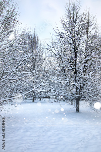 landscape bare branches in winter © alexkich