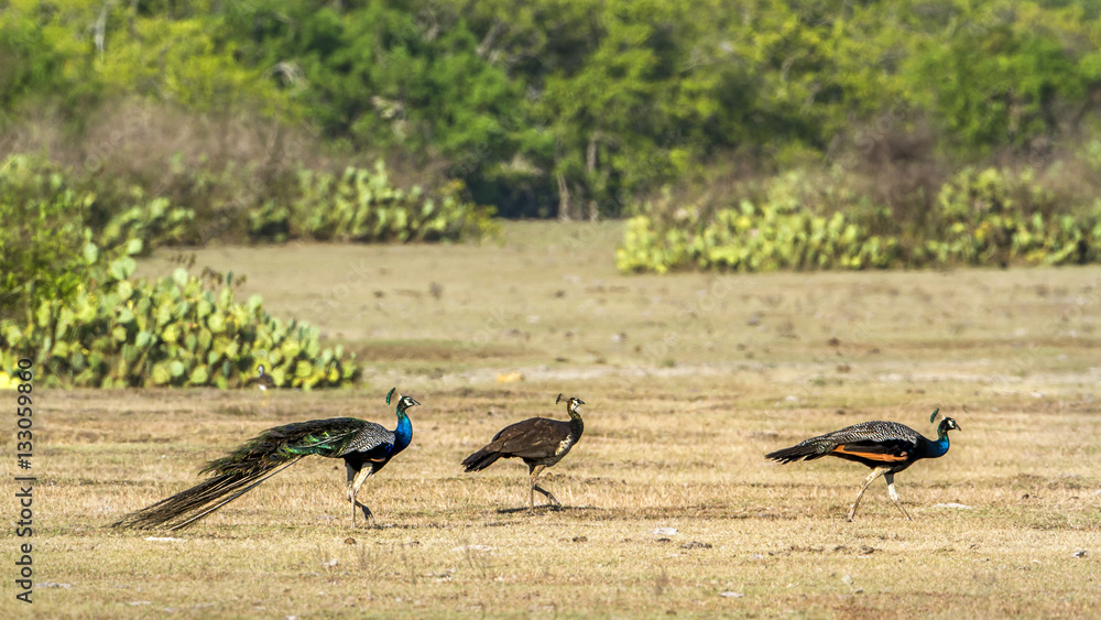 Naklejka premium Indian peafowl in Bundala national park, Sri Lanka