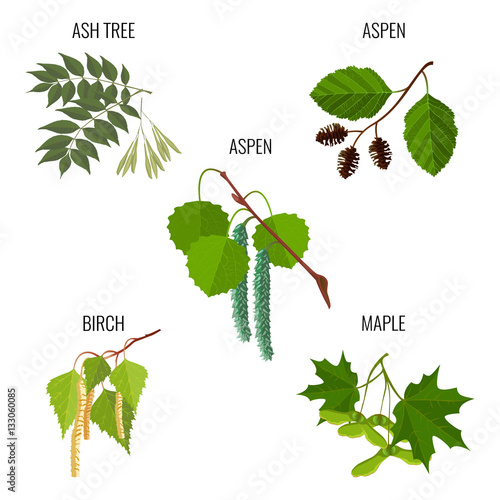 Ash tree leaves, aspen flowers, birch buds and maple keys