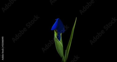 Blue Iris flower blooming on black background shot in studio 