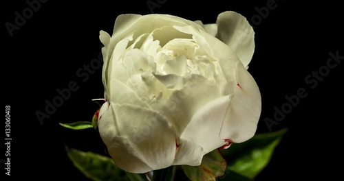 White Peony blooming on black background shot in studio