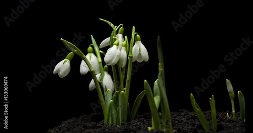 Harbinger of spring Snowdrops on black background shot in studio 