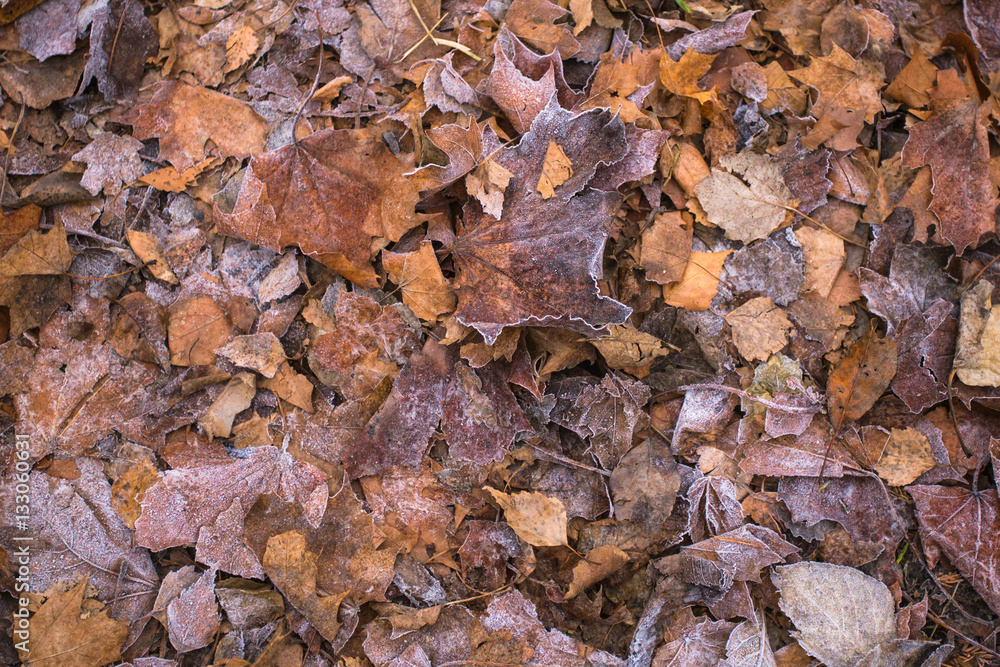 Frozen fallen leaves