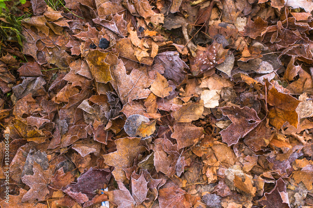 Frozen autumn leaves