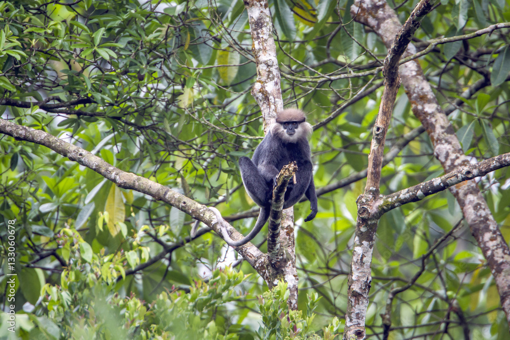 Fototapeta premium Purple-faced langur in Sinharaja forest reserve, Sri Lanka