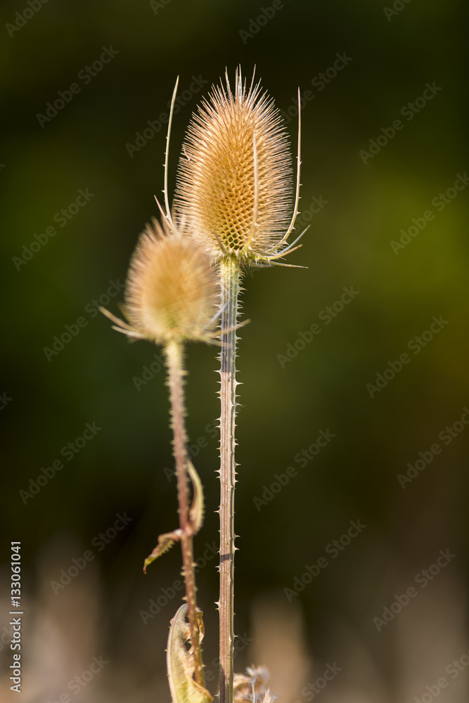 Obraz premium Thistle