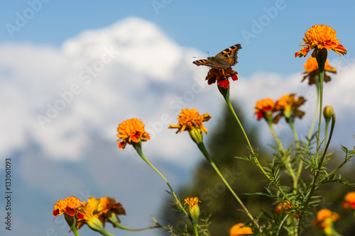 marigolds with a butterfly against snow-covered mountains - the Dhaulagiri massif, Nepal