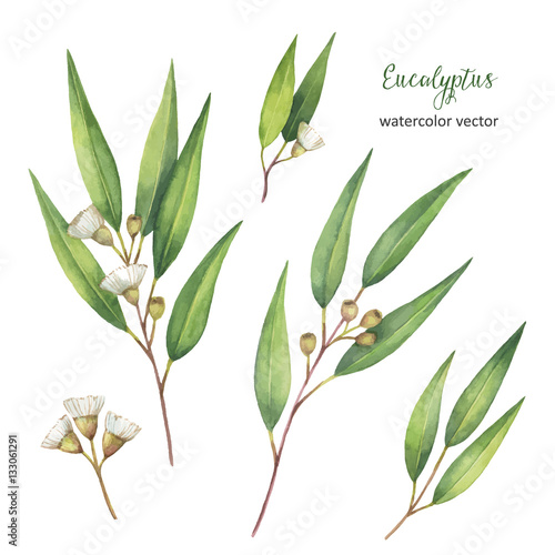Watercolor hand painted vector set with eucalyptus leaves and branches.