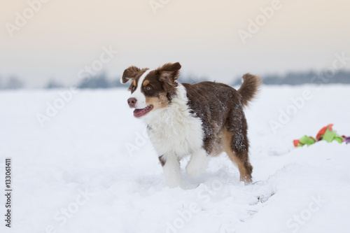 Australian Shepherd Welpe tobt durch den Schnee