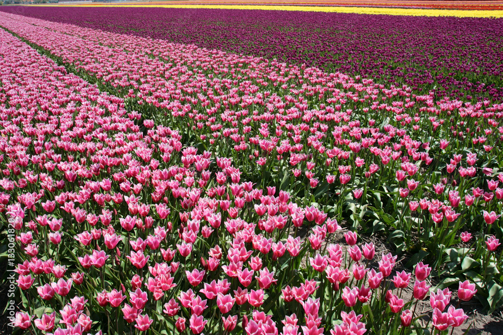 Tulpenfeld Tulpenfeld