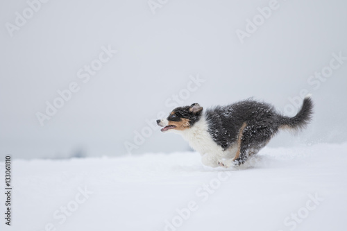 Border Collie Welpe beim Toben im Schnee