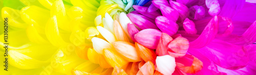 Colorful rainbow flower