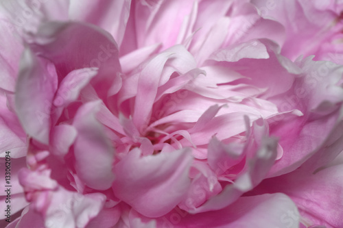 Abstract pink peony flower close up view  macro background in soft colors