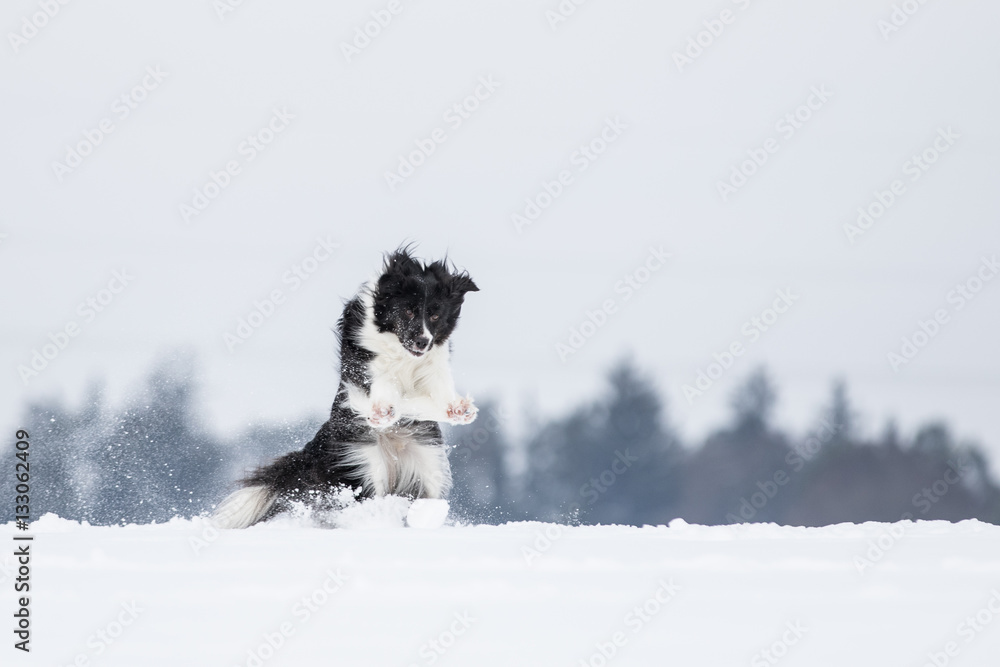 Border Collie Hund beim Spaziergang im Schnee