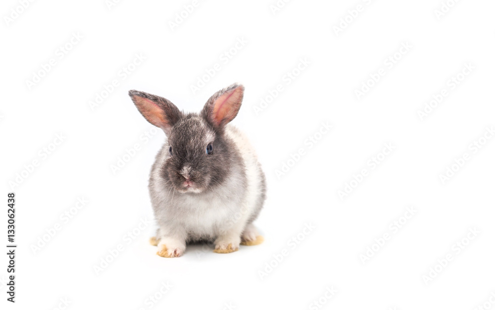 Obraz premium Cute baby rabbit on white background