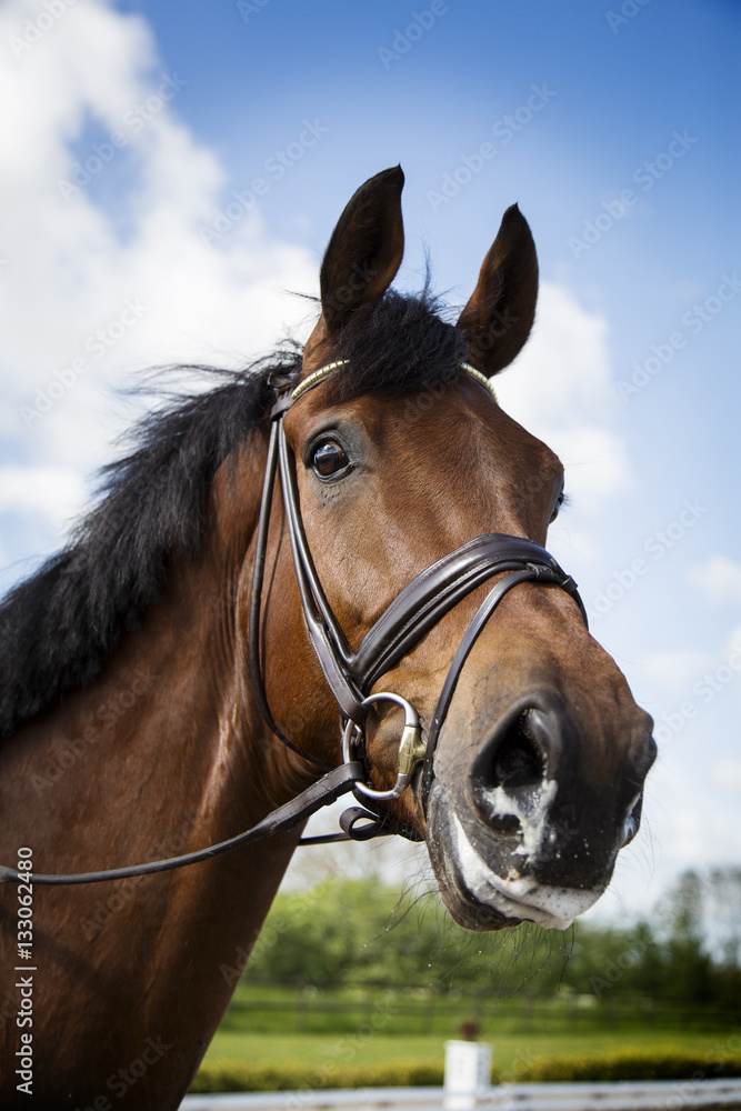 Horse Horse