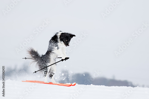 Border Collie Hund fährt Ski