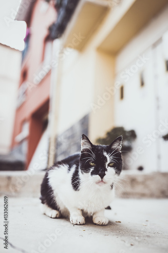 Chat noir et blanc © PicsArt