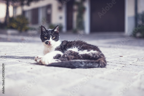 Chat noir et blanc dans la rue © PicsArt