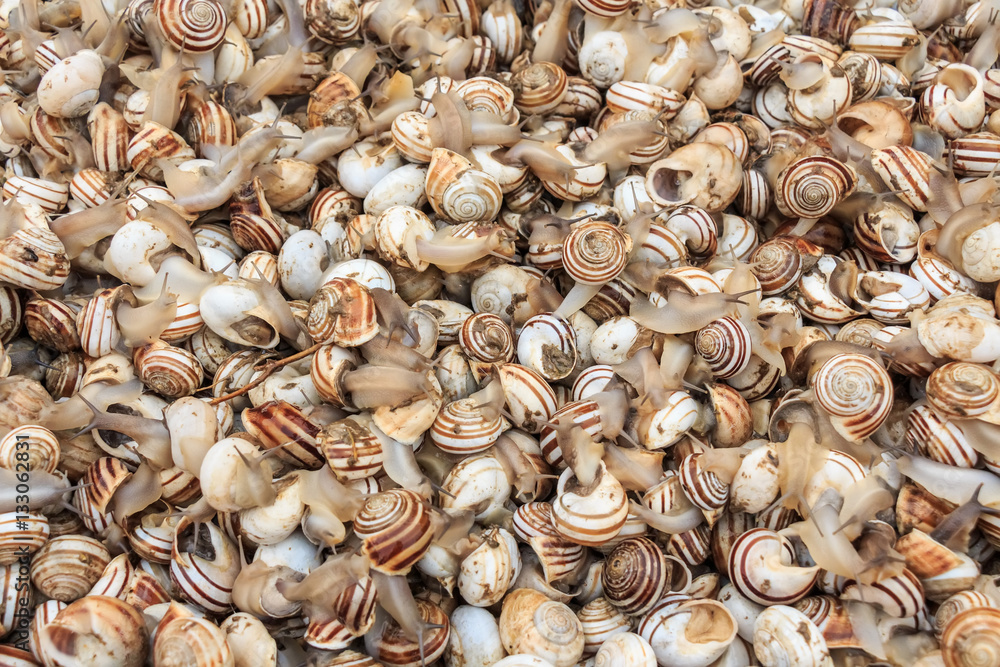 Edible snails on marketplace Edible snails on marketplace