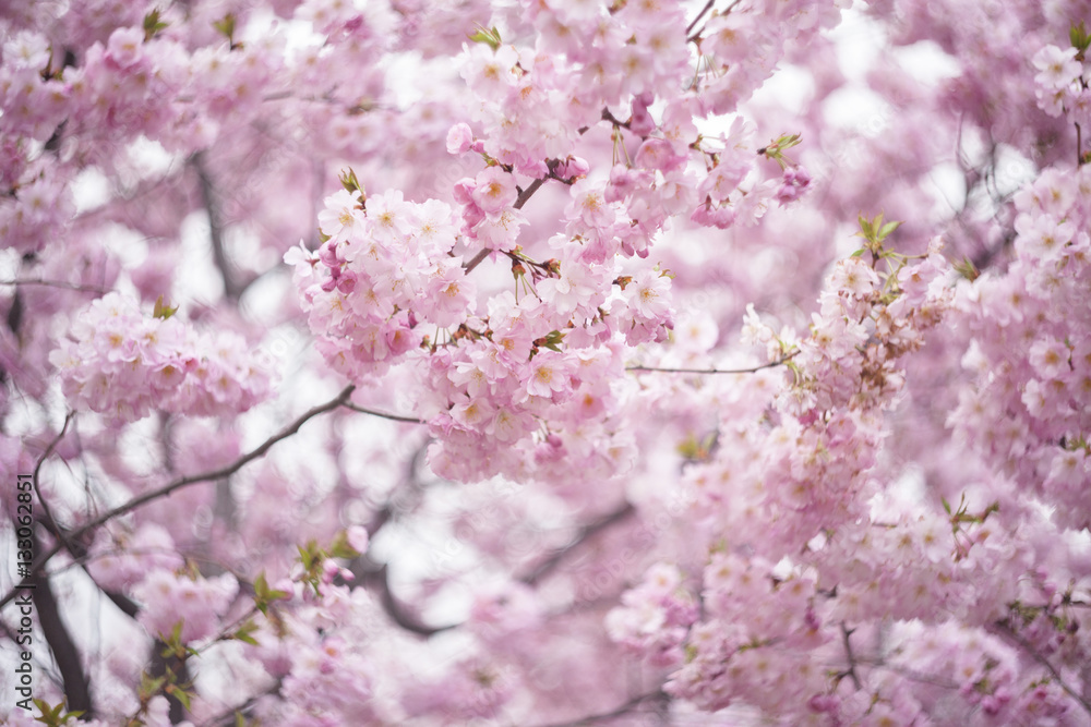 Fototapeta premium Wiśniowe kwiaty na wiosnę